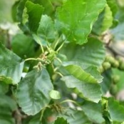 Alnus glutinosa 'Greenwood'