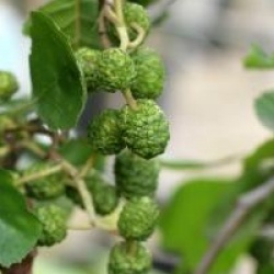 Alnus glutinosa 'Greenwood'