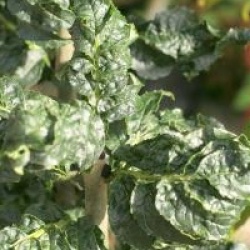 Fraxinus excelsior 'Crispa'