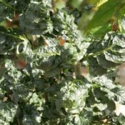 Fraxinus excelsior 'Crispa'