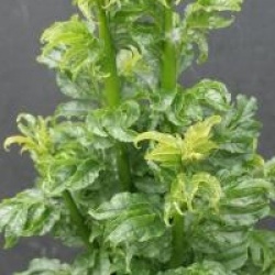 Fr�ne � feuilles crisp�es