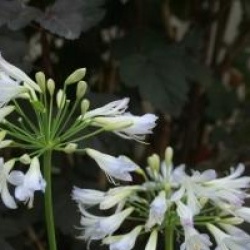 Agapanthus 'Silver Baby'