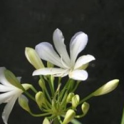 Agapanthus 'Silver Baby'