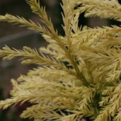 Cryptomeria japonica 'Barabits Gold' - Cryptomeria Barabits Gold