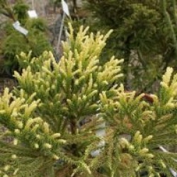 Cryptomeria japonica 'Barabits Gold'