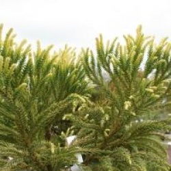 Cryptomeria japonica 'Barabits Gold'