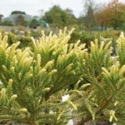 Cryptomeria japonica 'Barabits Gold'