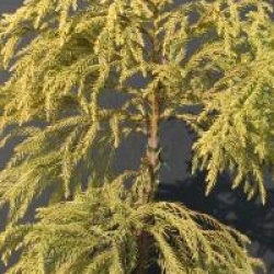 Cryptomeria japonica 'Barabits Gold'