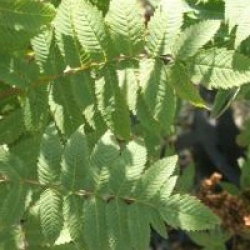 Sorbaria sorbifolia 