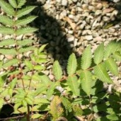 Sorbaria sorbifolia 
