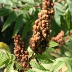 Sorbaria sorbifolia 