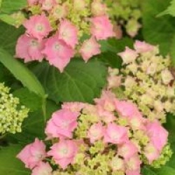Hydrangea macrophylla 'Lancelot'