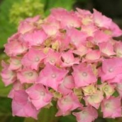 Hydrangea macrophylla 'Lancelot'