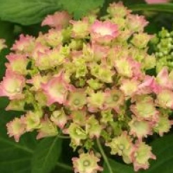 Hydrangea macrophylla 'Lancelot'