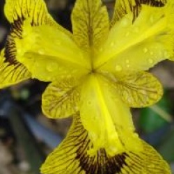 Iris pseudacorus 'Variegata'