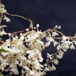 Fallopia aubertii / Polygonum aubertii  - Renou�e du Tibet