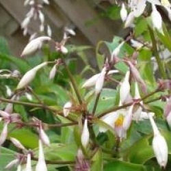 Arthropodium cirratum