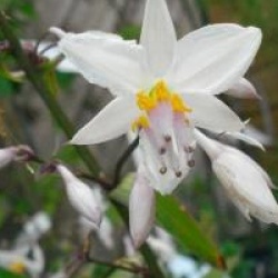 Arthropodium cirratum