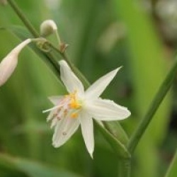 Arthropodium cirratum