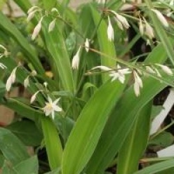 Arthropodium cirratum