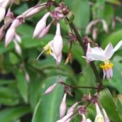 Arthropodium cirratum