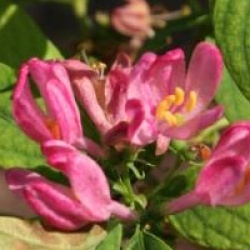 Lonicera tatarica 'Rosea' - Ch�vrefeuille de Tatarie � fleurs roses