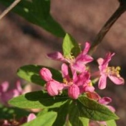 Lonicera tatarica 'Rosea'