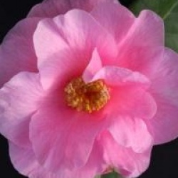 Camellia x williamsii 'Brigadoon'