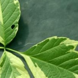 Acer negundo 'Aureomarginatum'