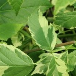 Acer negundo 'Aureomarginatum'