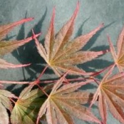 Acer palmatum 'Ariadne'  - �rable du Japon Ariadne