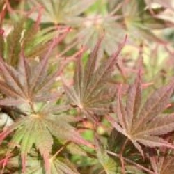 Acer palmatum 'Ariadne' 