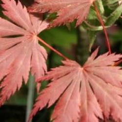 Acer shirasawanum 'Gloria' - �rable du Japon Gloria 