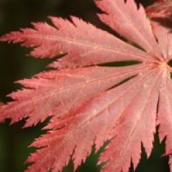 Acer shirasawanum 'Gloria'