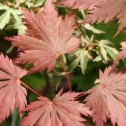 Acer shirasawanum 'Gloria'