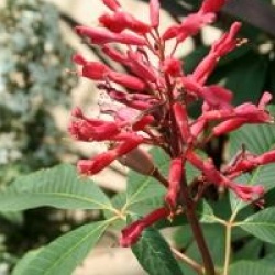 Aesculus pavia 'Splendens'