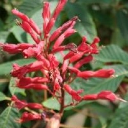 Aesculus pavia 'Splendens' - Pavier magnifique