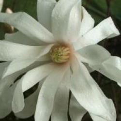 Magnolia stellata 'Royal Star'