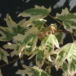 Acer campestre 'Carnival'