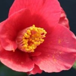 Camellia japonica subsp. rusticana 'Murasoki-no-jovi'