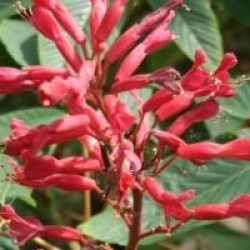 Aesculus pavia 'Splendens'