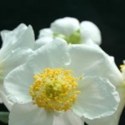Carpenteria californica 'Elisabeth'