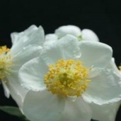 Carpenteria californica 'Elisabeth'