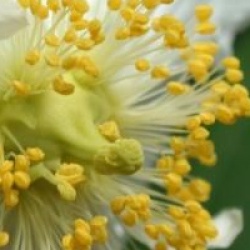 Carpenteria californica 'Elisabeth'