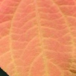 Cercidiphyllum japonicum 'Strawberry'