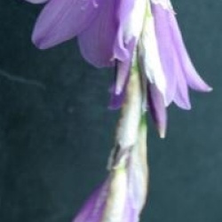 Dierama pulcherrimum 'Blue Bells'
