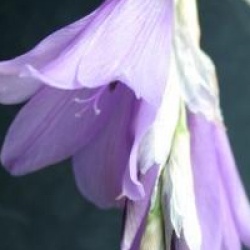 Dierama pulcherrimum 'Blue Bells'
