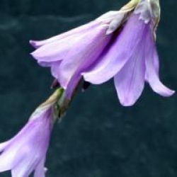 Dierama pulcherrimum 'Blue Bells'