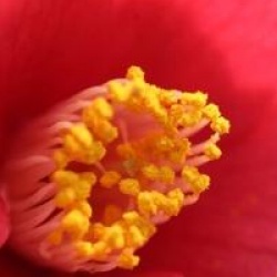 Camellia japonica subsp. rusticana 'Murasoki-no-jovi'