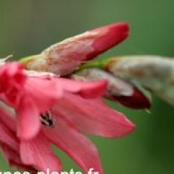 Dierama 'Coral Belle'